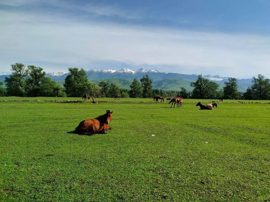 Nalati Grassland