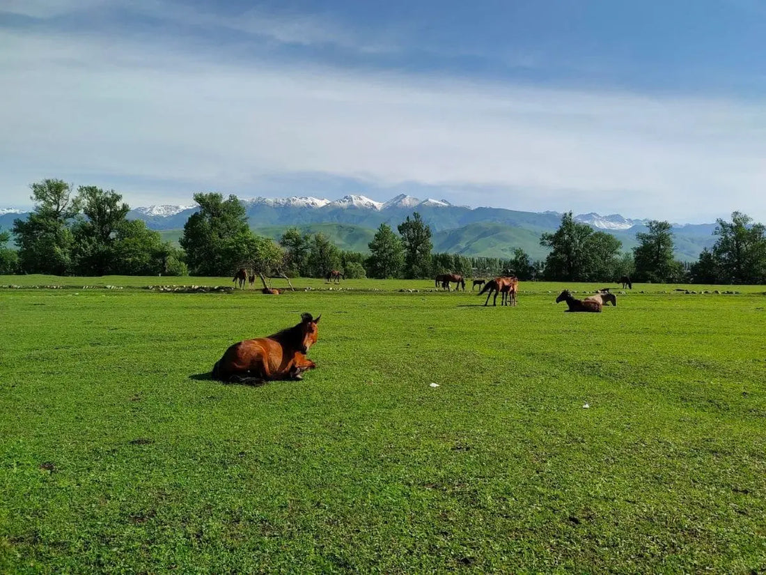 Nalati Grassland