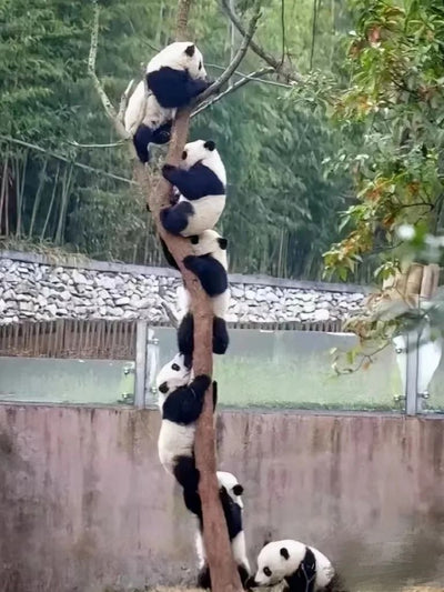 Sichuan 的封面图