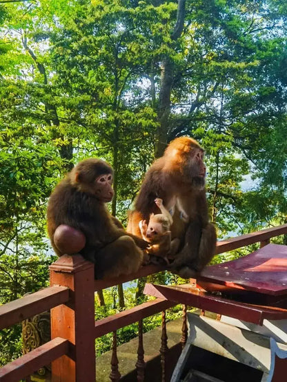 7-Day Sichuan Highlights Tour: Pandas, Giant Buddha & Jiuzhaigou