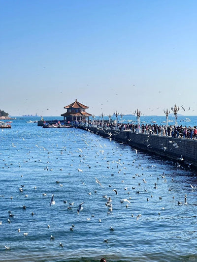 Shandong 的封面图